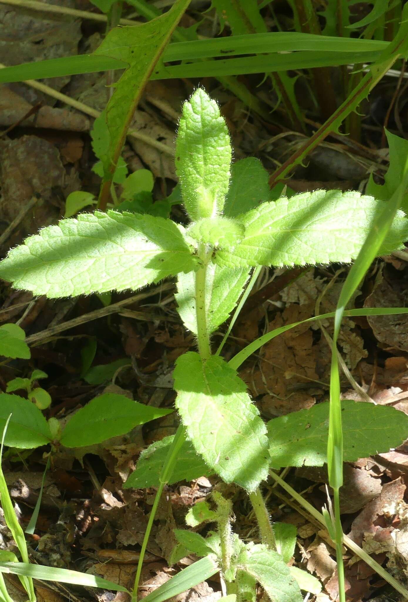 Image de Stachys pilosa var. pilosa