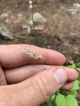 Image of threeparted miterwort