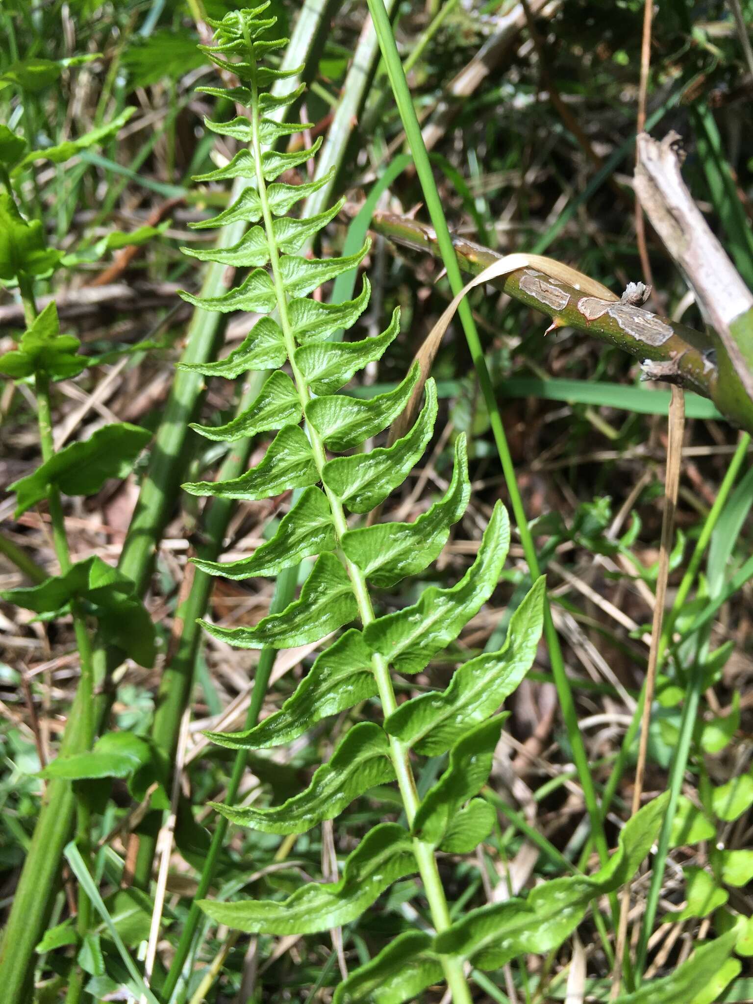 Sivun Blechnum hastatum Kaulf. kuva