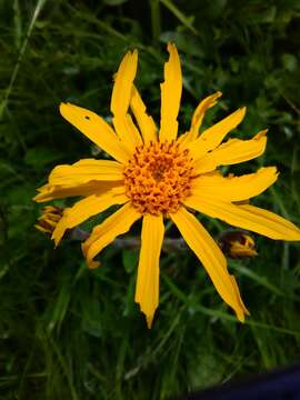 Image of mountain arnica