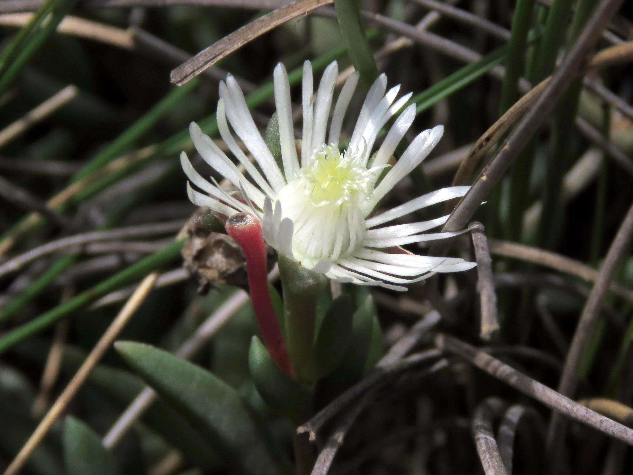 Image of Delosperma brevisepalum L. Bol.