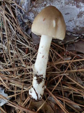 Image of Amanita sinicoflava Tulloss 1988