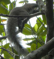 Image of Gray-bellied Squirrel