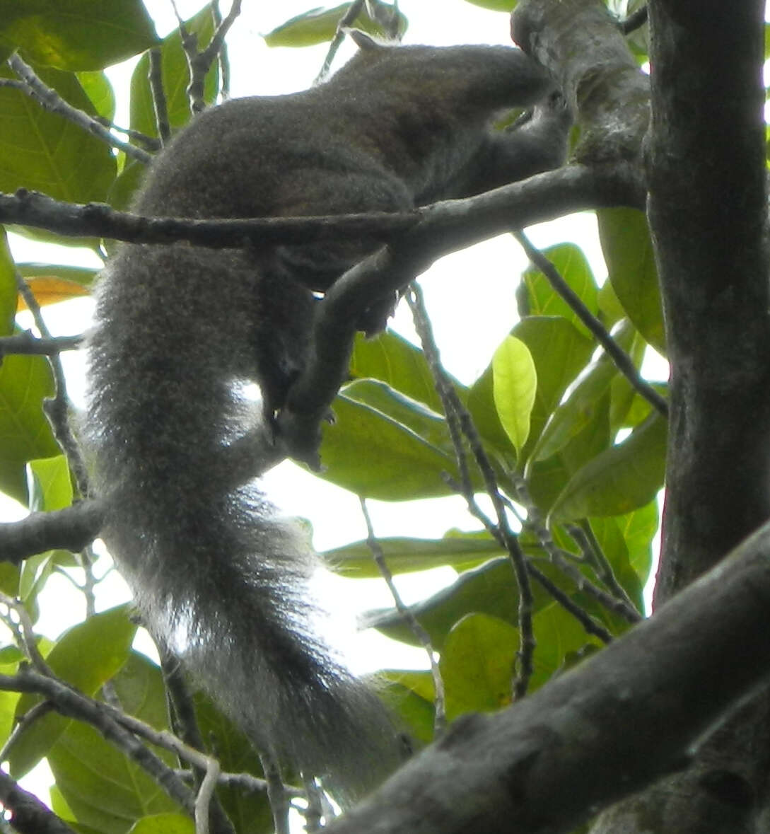 Image of Gray-bellied Squirrel