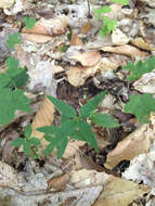 Imagem de Galium lanceolatum (Torr. & A. Gray) Torr.