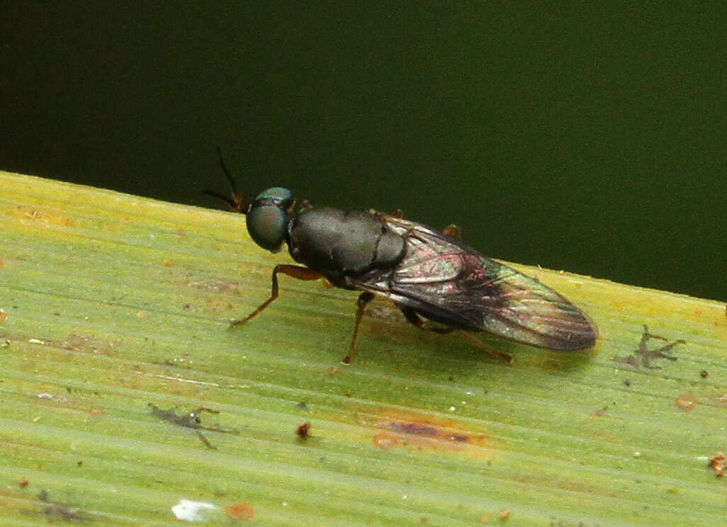 Image of Dysbiota peregrina (Hutton 1901)