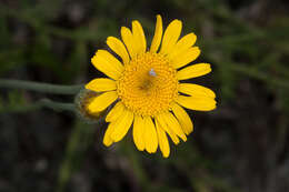 Image of Dyer's Chamomile