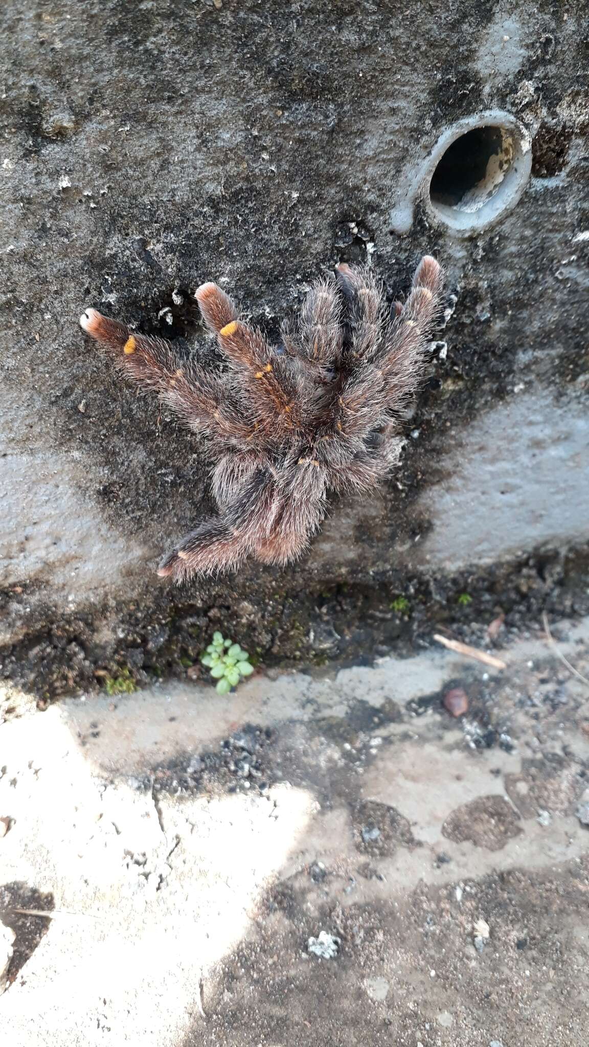 Image of Avicularia rufa Schiapelli & Gerschman 1945