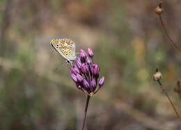 صورة Allium pruinatum Link ex Spreng.