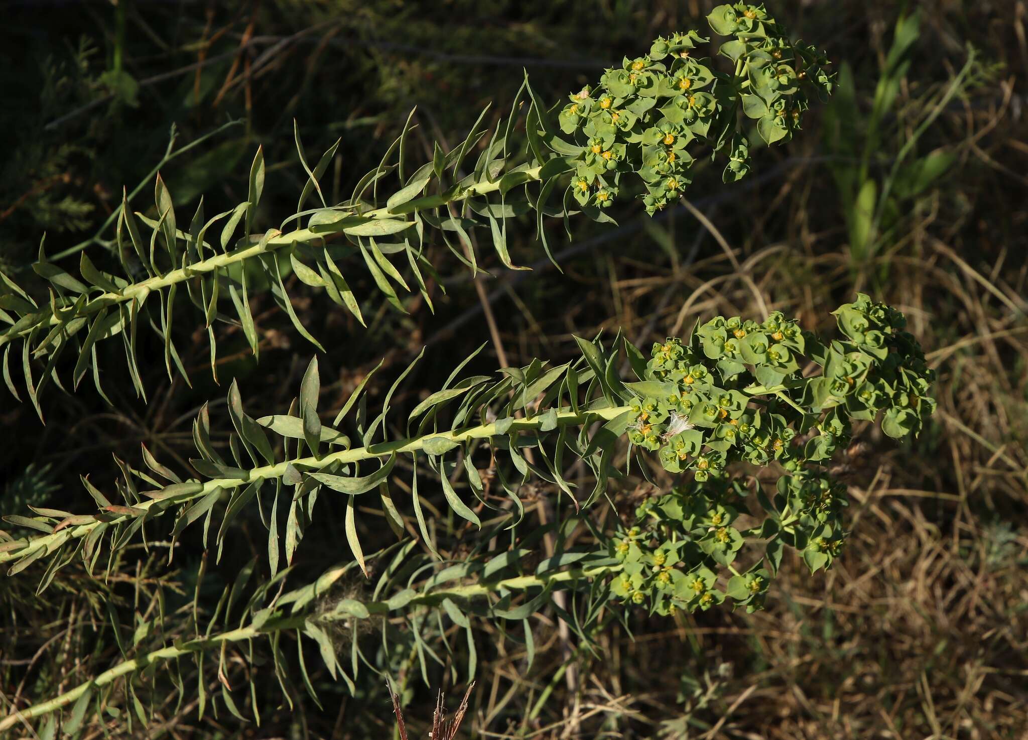 Euphorbia pithyusa subsp. cupanii (Guss. ex Bertol.) Radcl.-Sm. resmi