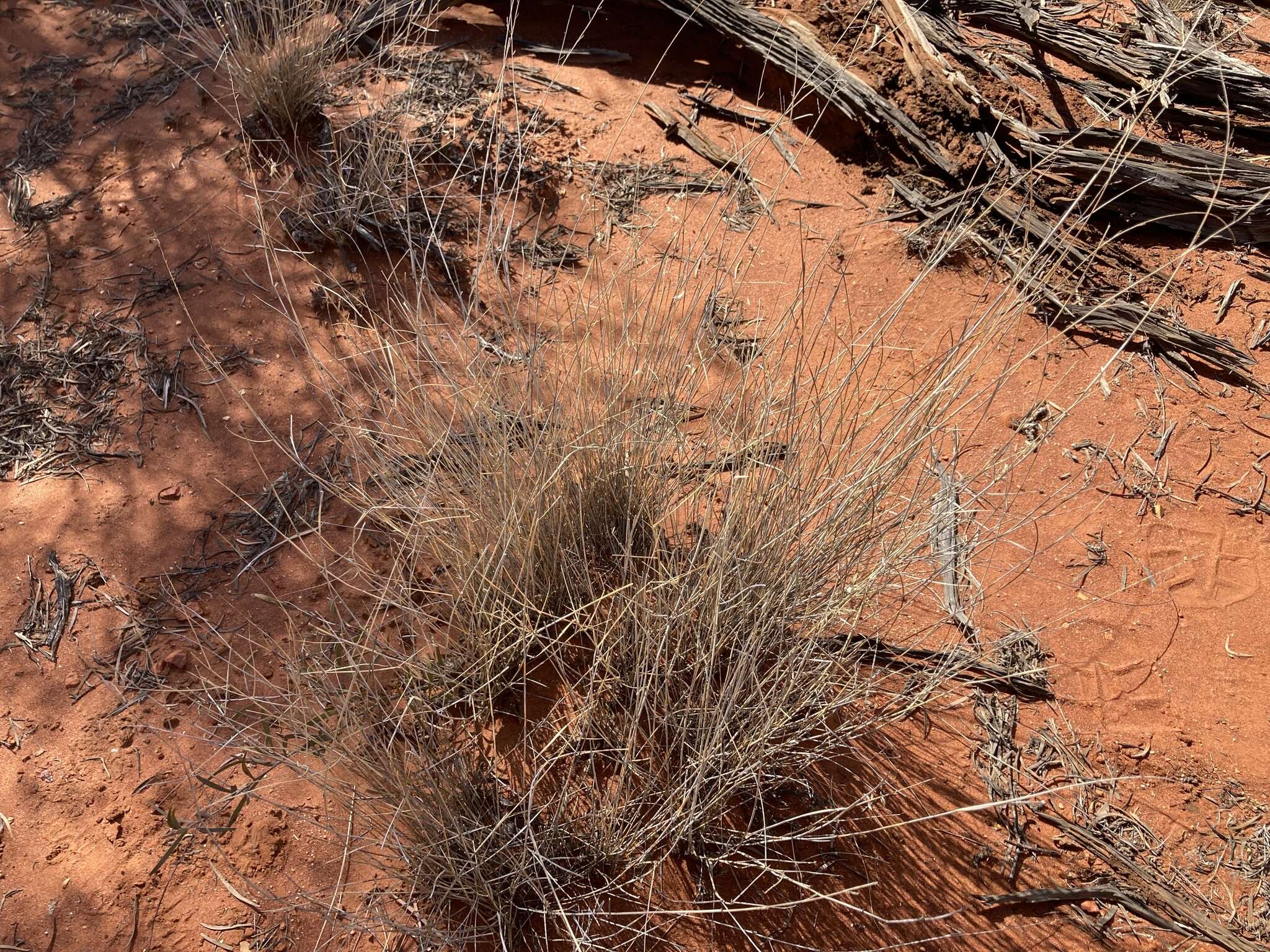 Image of Eragrostis eriopoda Benth.