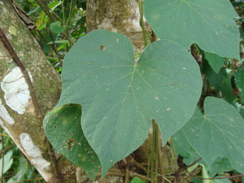 Plancia ëd Ipomoea silvicola House