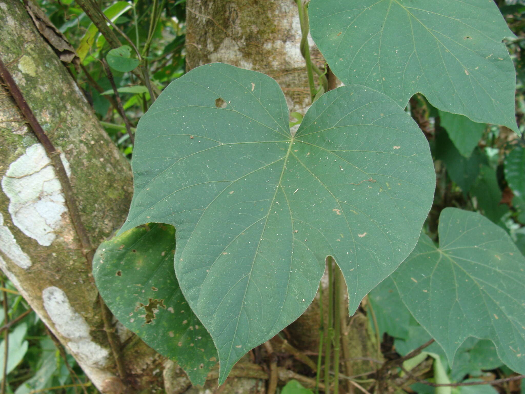 Plancia ëd Ipomoea silvicola House