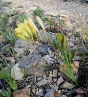 Image of common freesia