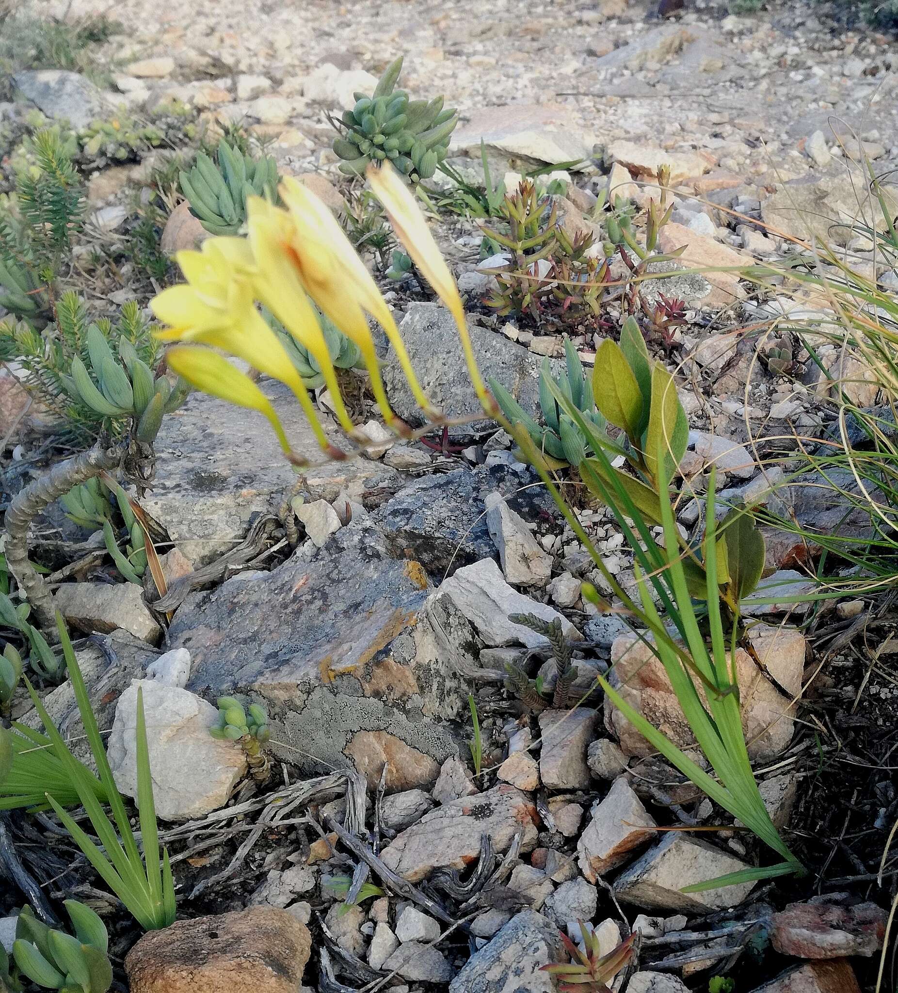 Freesia corymbosa (Burm. fil.) N. E. Br. resmi