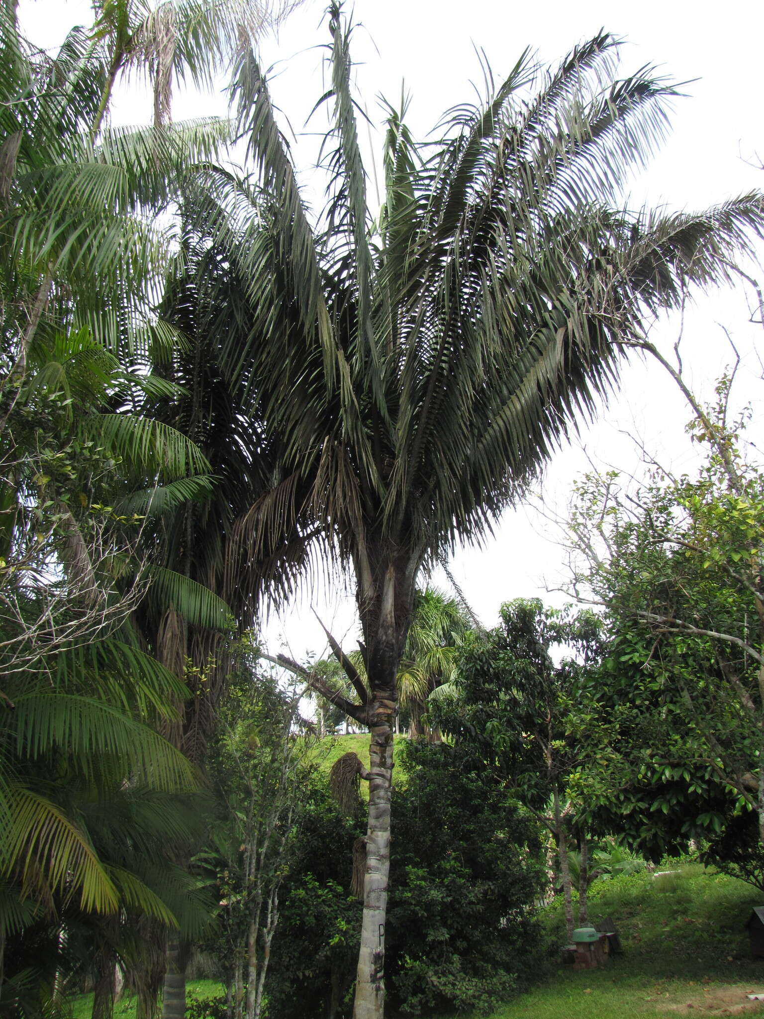 Image of Oenocarpus bataua Mart.