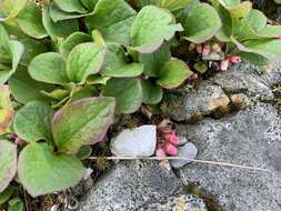 صورة Vaccinium praestans Lamb.