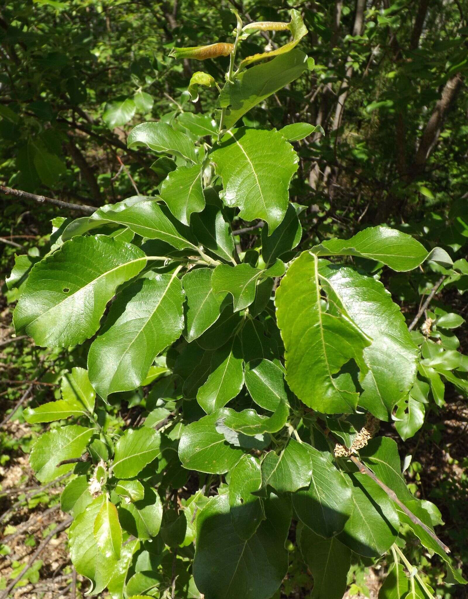 Image of Salix abscondita Lackschew.