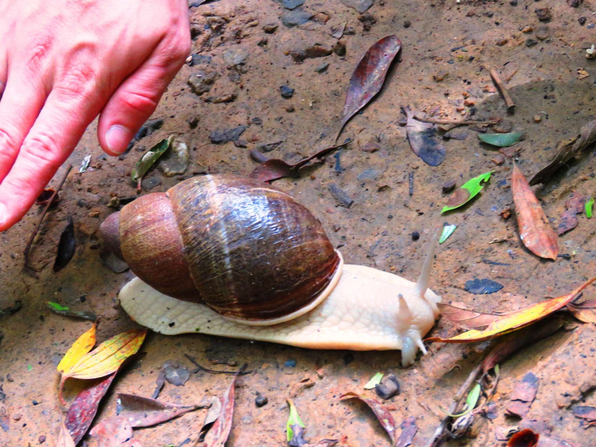 صورة Megalobulimus dryades Fontenelle, Simone & Cavallari 2021