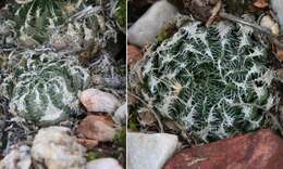 Image of Haworthia arachnoidea var. setata (Haw.) M. B. Bayer