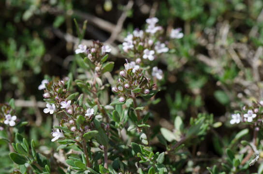 Image of Thymus vulgaris subsp. vulgaris