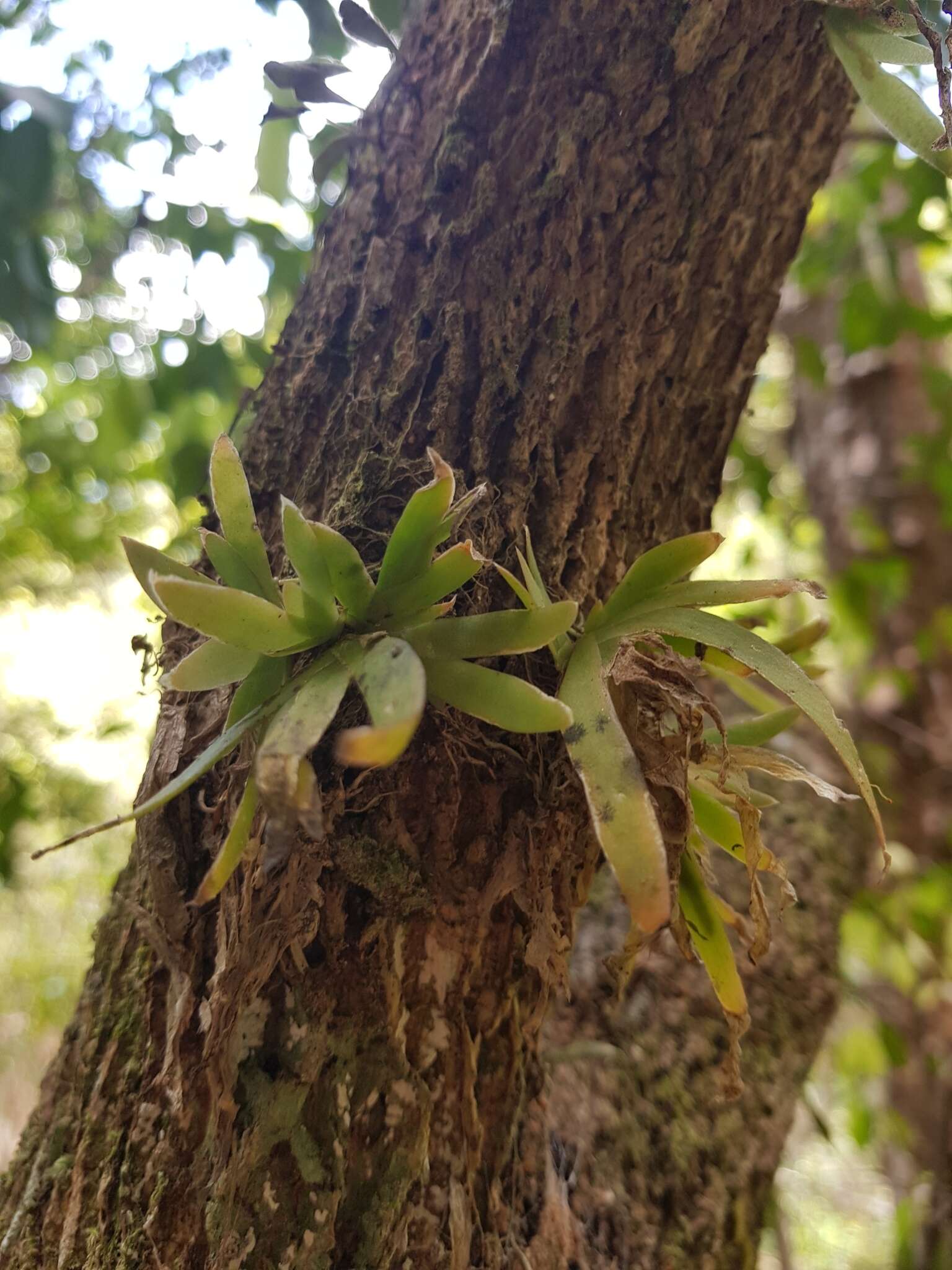 Image of Soldier's crest orchid