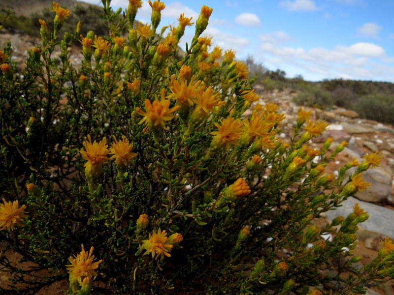 Image of Pteronia pallens L. fil.