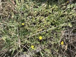 Potentilla collina Wibel resmi