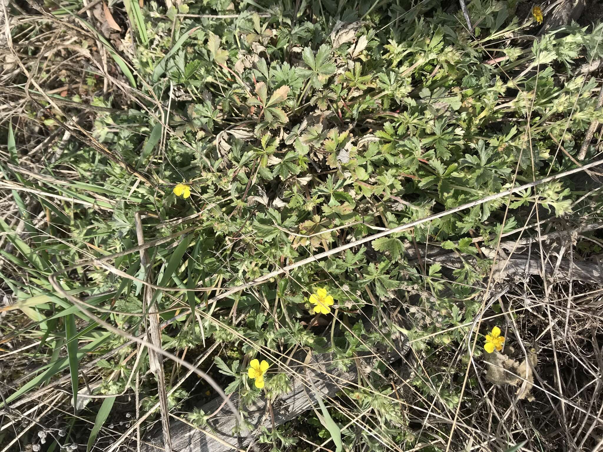 Image of palmleaf cinquefoil