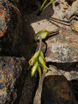 Image of Lachenalia orchioides (L.) Aiton