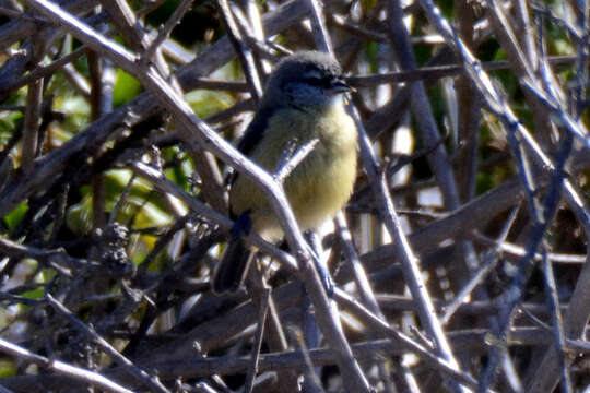 Image of Cape Penduline Tit