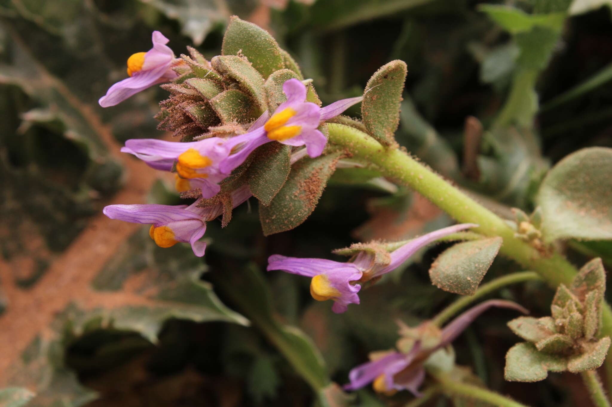 Image de Linaria reflexa (L.) Desf.