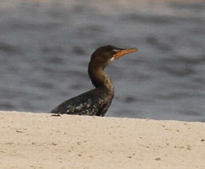 Image of Long-tailed Cormorant