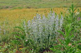 Stachys cretica L. resmi