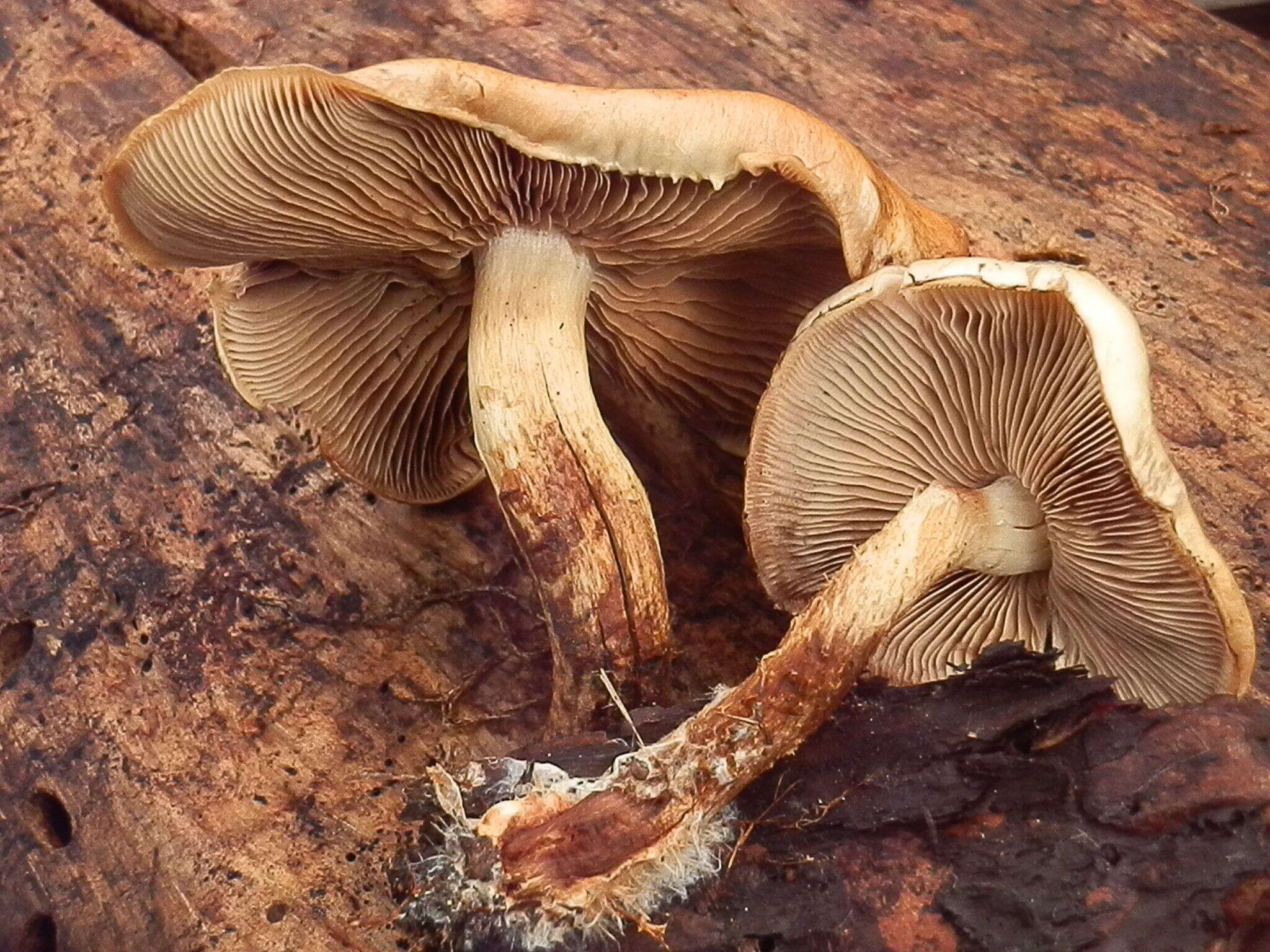 Image de Pholiota rufodisca A. H. Sm. & Hesler 1968