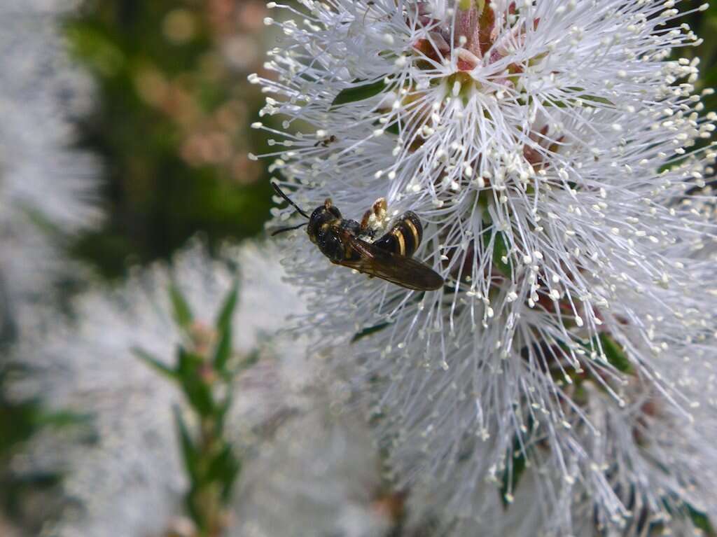 Lasioglossum bicingulatum (Smith 1853)的圖片