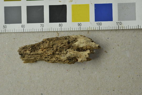 Image of Asterostroma