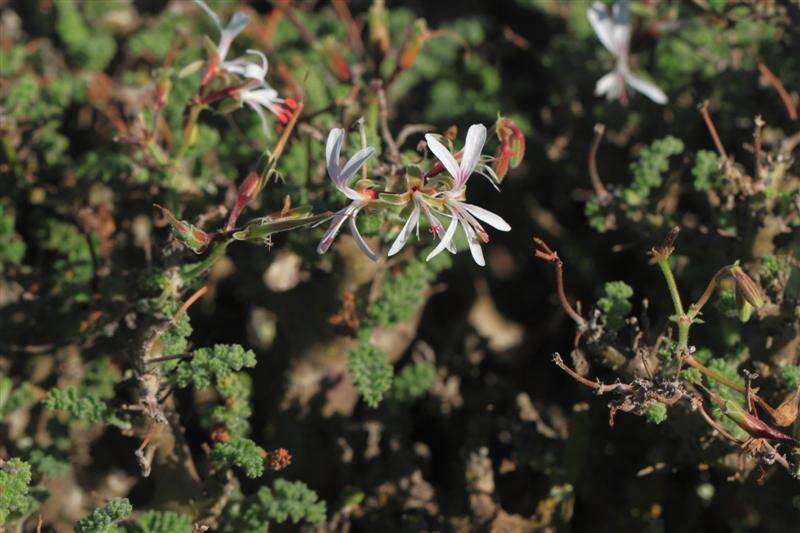 Image of Pelargonium alternans Wendl.