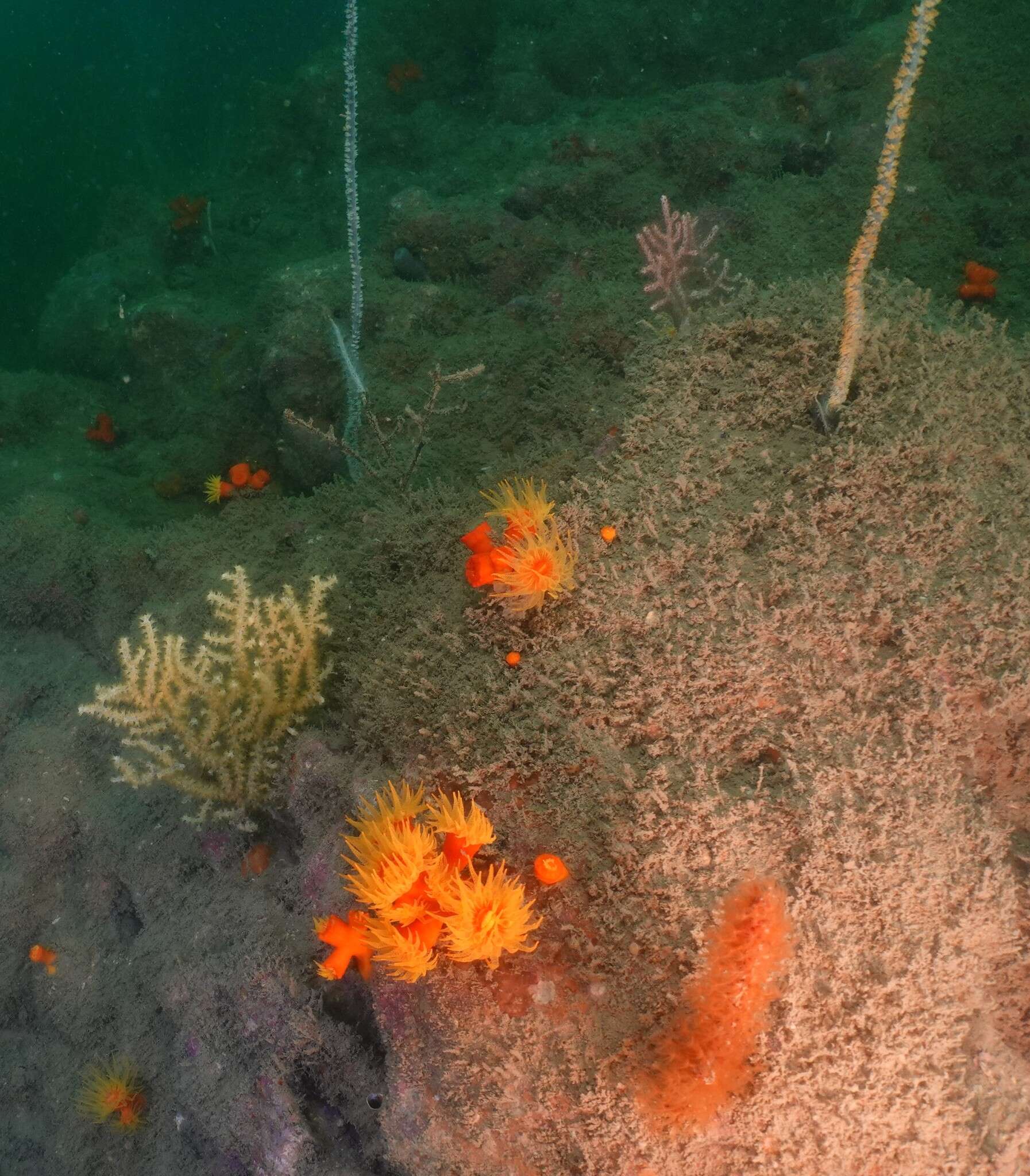 Image of tree coral