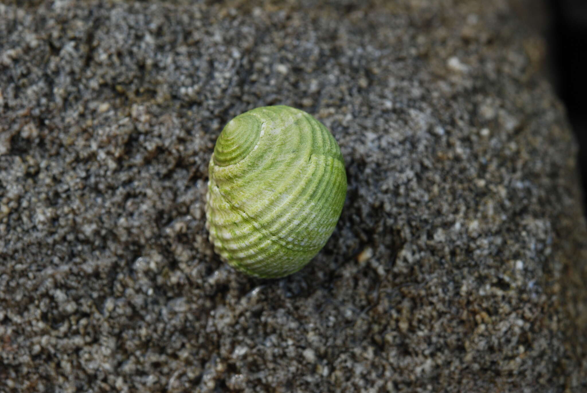 Image of Nerita plicata Linnaeus 1758