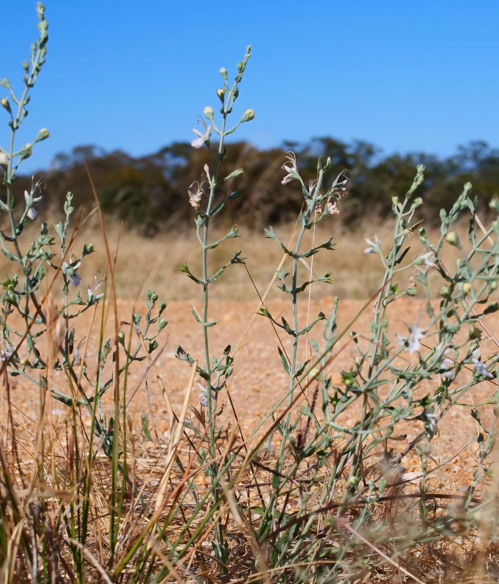 Image of Teucrium racemosum R. Br.