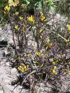 Image of Tolmie's owl's-clover