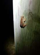 Image of Desert Tree Frog