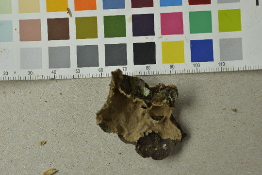 Image of Amylostereum