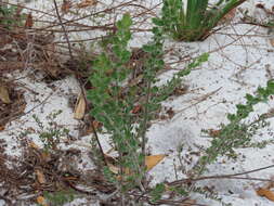 Image of Scrub Pinweed