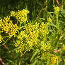 Image of Brown's Yellowtops