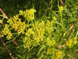 Image of Brown's Yellowtops