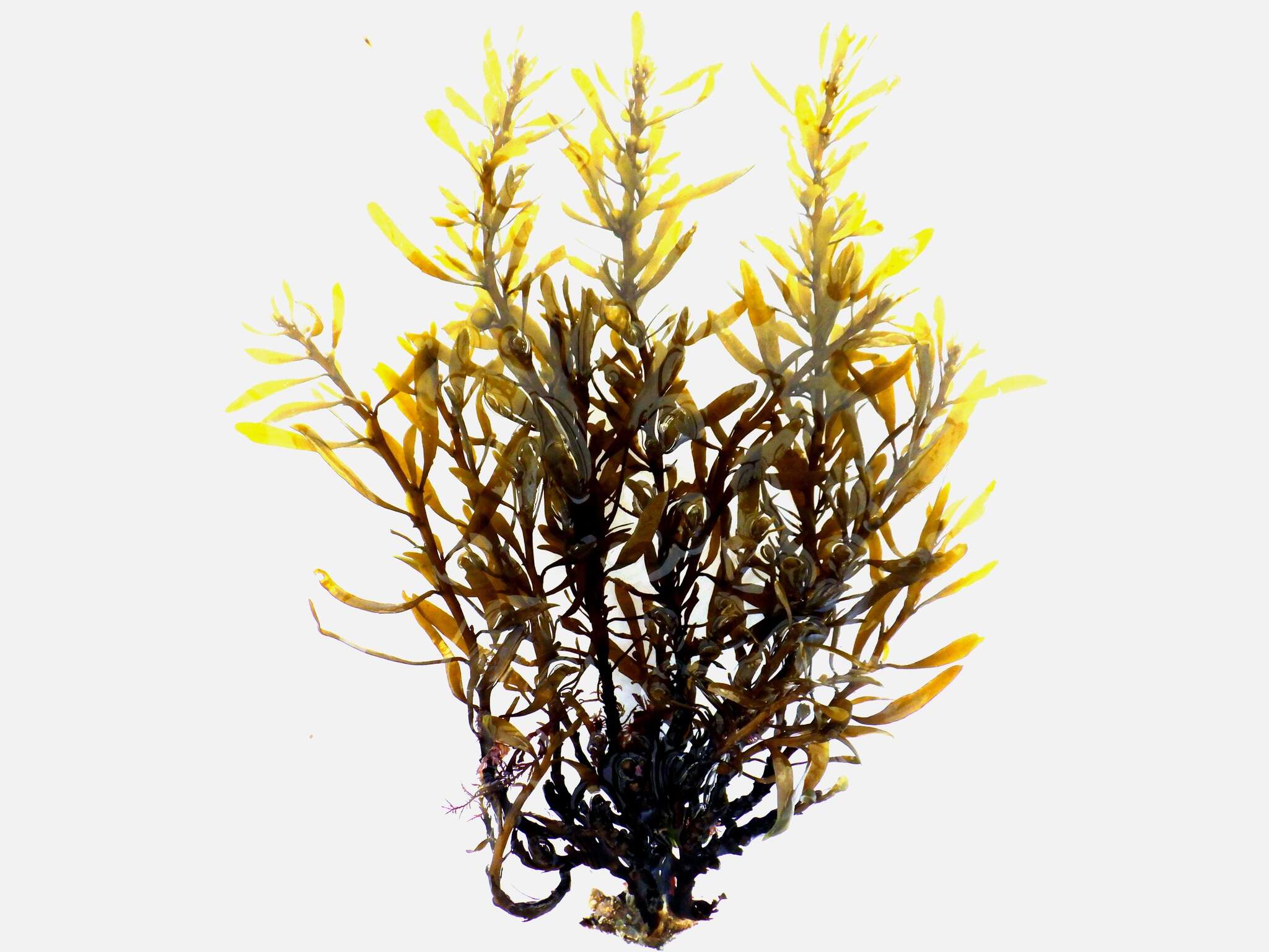 Image of Sargassum vulgare