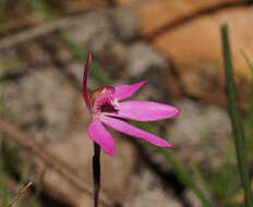 Image of Ornate pink fingers