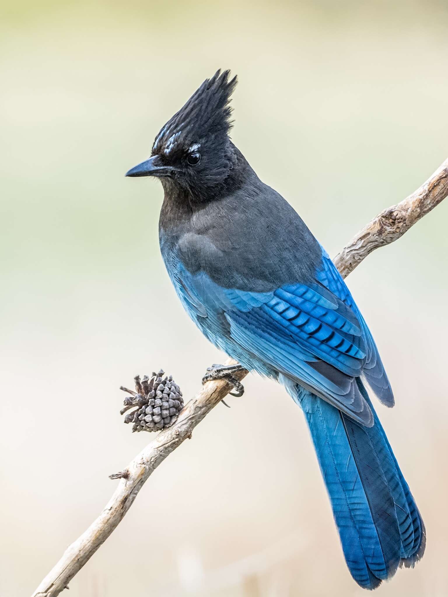 Слика од Cyanocitta stelleri annectens (Baird & SF 1874)